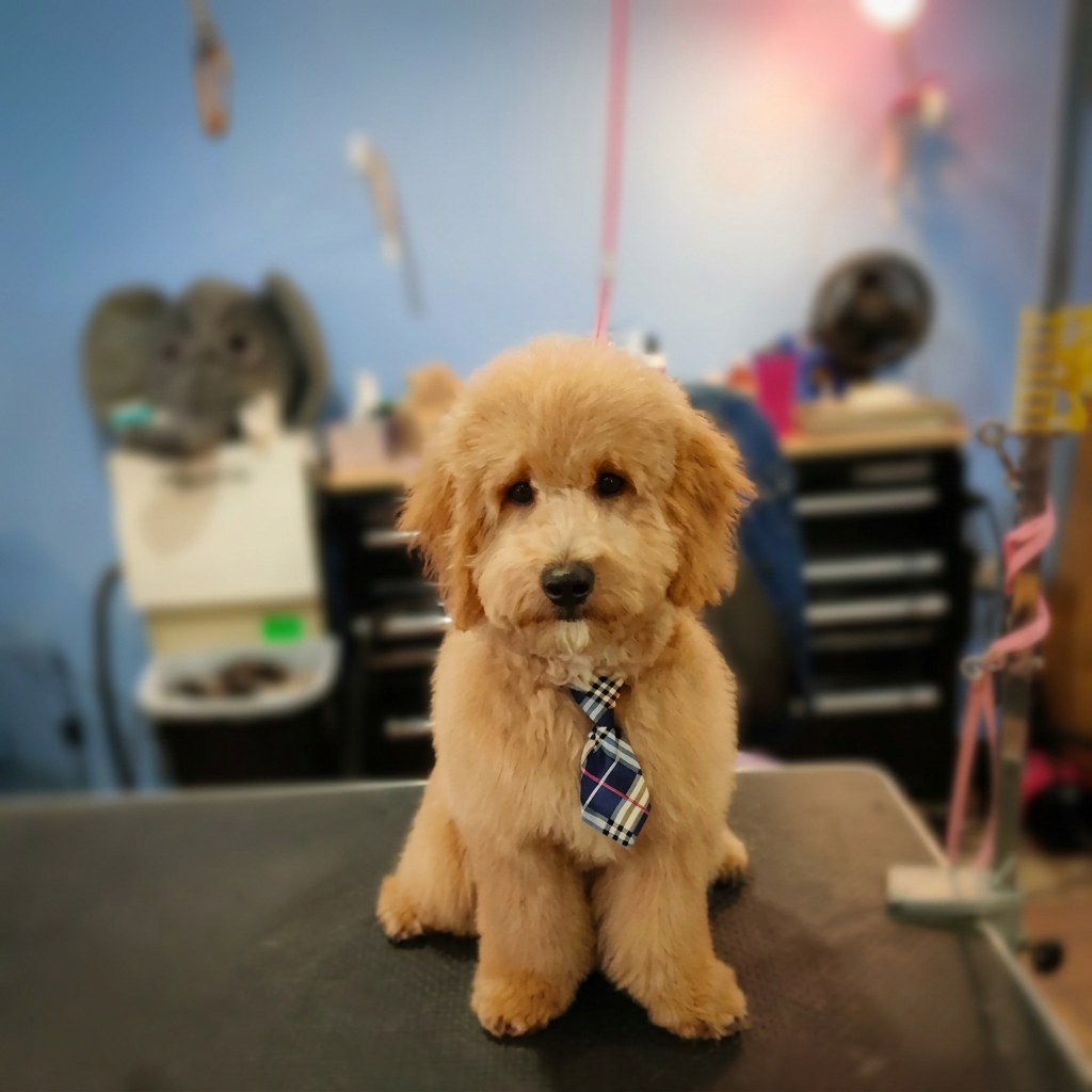 Apricot doodle puppy in a plaid necktie