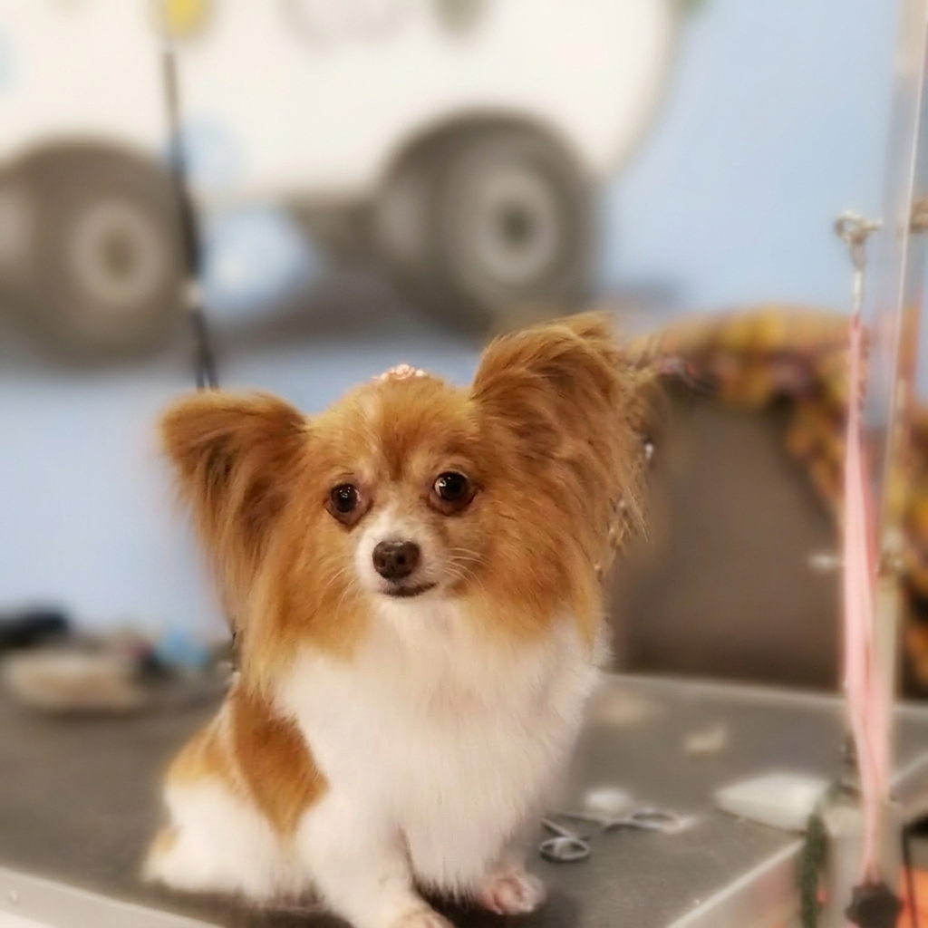 Papillon with big fluffy ears on the grooming table